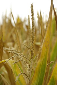 Close-up of wheat growing on field