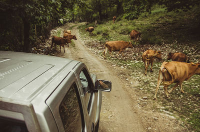 Horses in a row