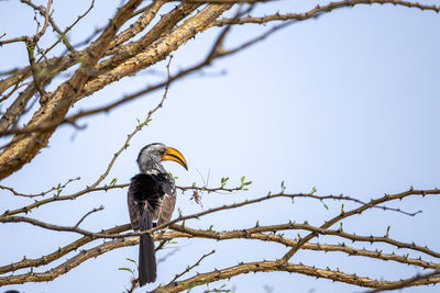 Low angle view of bird perching on tree