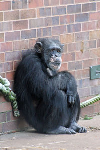 Monkey sitting on brick wall