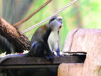 Monkeys in zoo