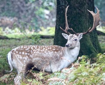 Portrait of deer in a forest