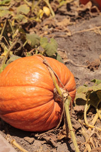 Close-up of pumpkin