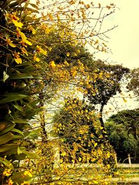 Tree branches with yellow blossom