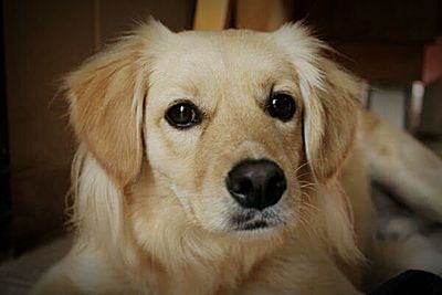 Close-up portrait of dog