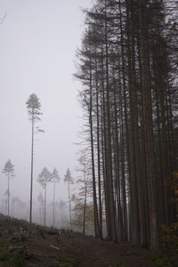 Trees in forest against sky