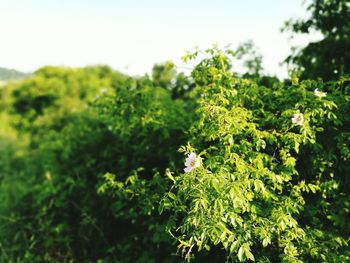 Flowers growing on tree