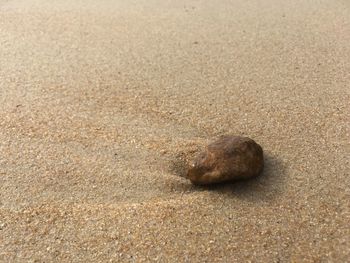 High angle view of crab on sand