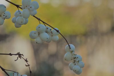 Close-up of decoration hanging against sky