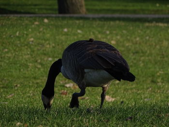 Side view of a bird on field