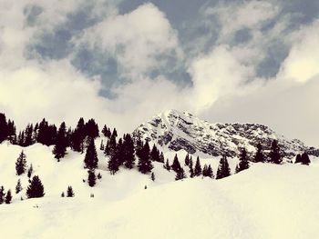 Pine trees on snow covered mountains against sky