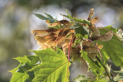 Close-up of wilted plant leaves