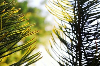 Close-up of palm tree