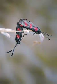 Close-up of insect on leaf