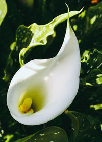 Close-up of white rose flower