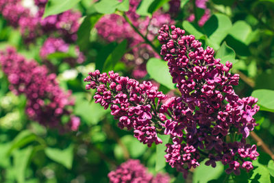 plant