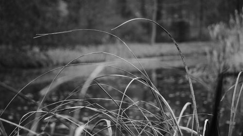 Close-up of grass growing on field