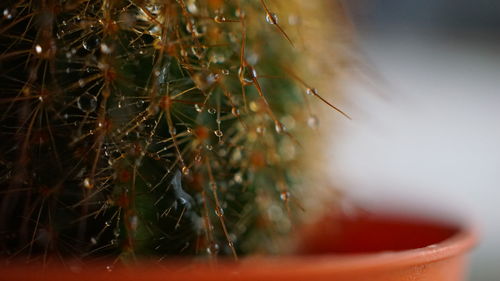 Close-up of succulent plant