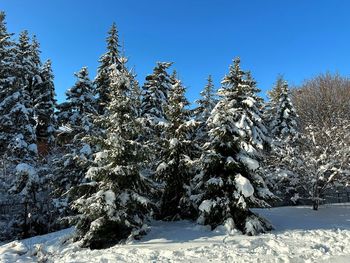 Pine trees on snow covered land against sky