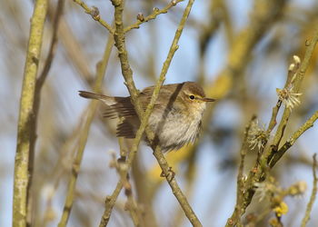 Close-up of bird perching on branch