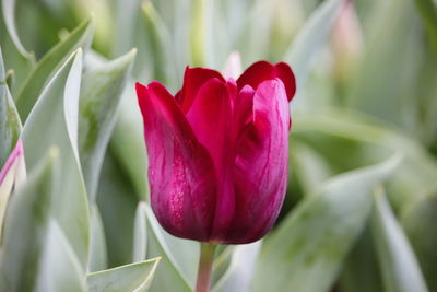 Close-up of pink rose flower