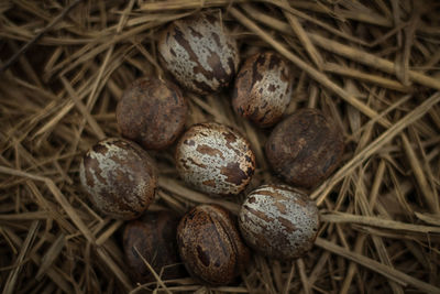 High angle view of dried eggs on land