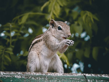 Close-up of a squirrel eating