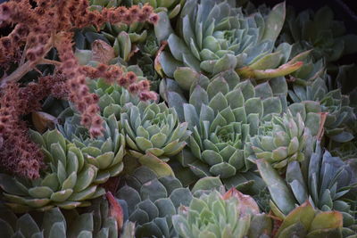 Close-up of prickly pear cactus