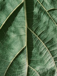 Full frame shot of leaves