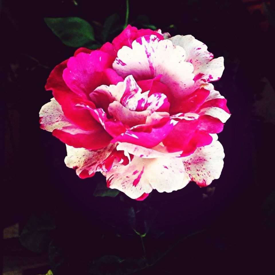 flower, petal, freshness, fragility, flower head, beauty in nature, growth, pink color, close-up, nature, blooming, black background, in bloom, blossom, night, plant, rose - flower, pink, no people, focus on foreground