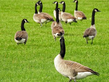 Ducks on field