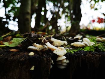 Close-up of mushrooms growing on tree trunk