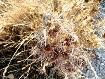 High angle view of dandelion flower