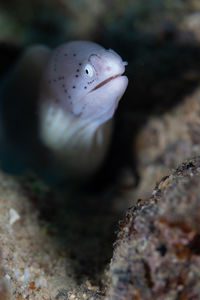 Close-up of fish underwater