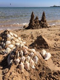 Close-up of seashells on beach