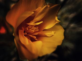 Close-up of yellow flower blooming outdoors