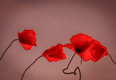 Close-up of red roses against white background