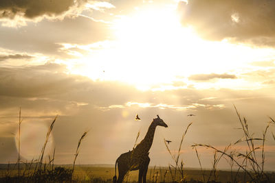 View of birds and giraffe on field against sky during sunset