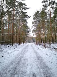 Road amidst trees in forest during winter