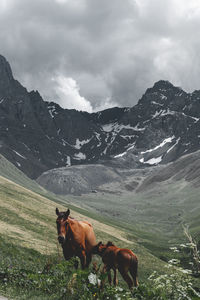 Horse on field against mountain range