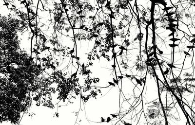 Low angle view of silhouette tree against sky