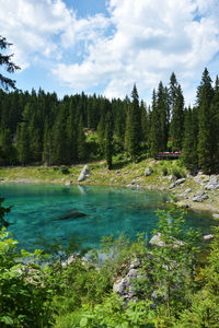 Scenic view of lake in forest against sky