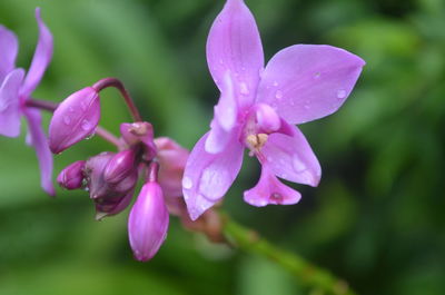 Close-up of pink flowering plant