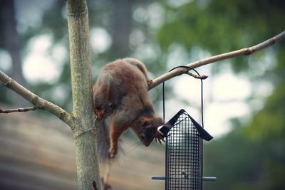 Squirrel on tree