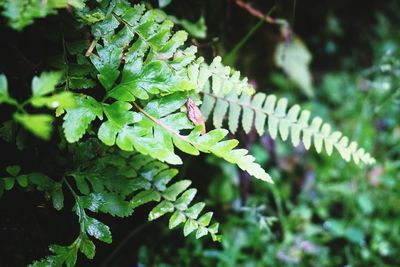 Close-up of green leaves on plant