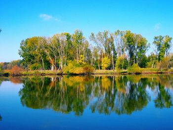 Reflection of trees in calm lake