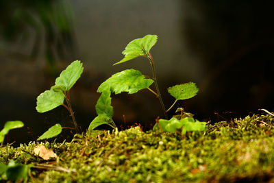 Close-up of plant growing on field