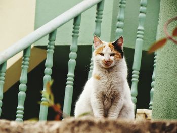 Portrait of cat sitting on railing