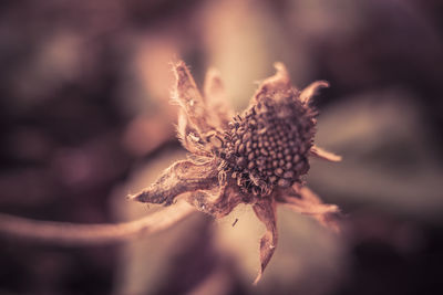 Close-up of butterfly on flower