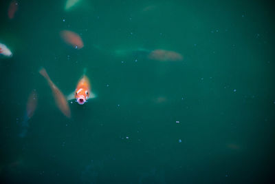 High angle view of orange fish swimming in lake